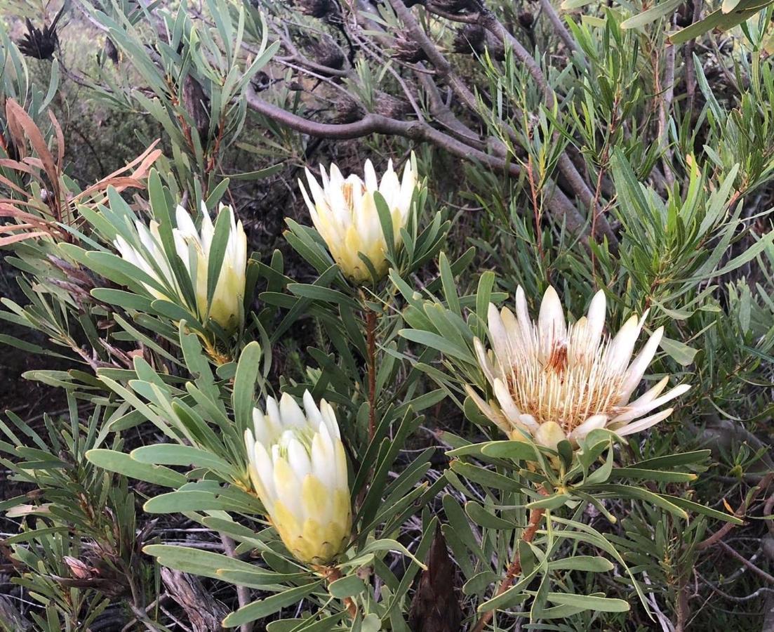 Welbedacht Game & Nature Reserve Tulbagh Exteriör bild