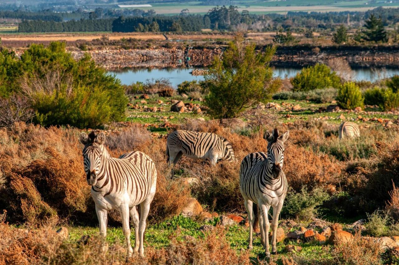 Welbedacht Game & Nature Reserve Tulbagh Exteriör bild