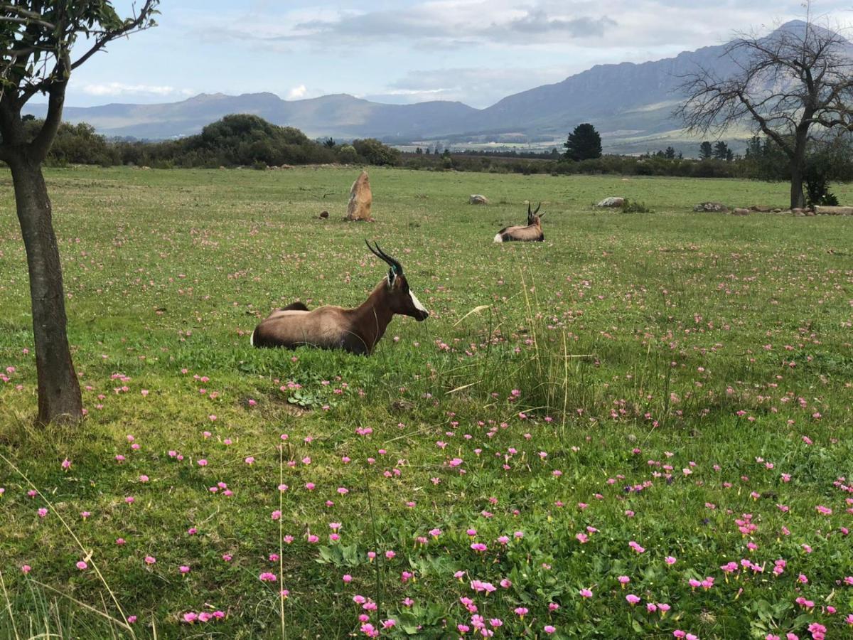Welbedacht Game & Nature Reserve Tulbagh Exteriör bild